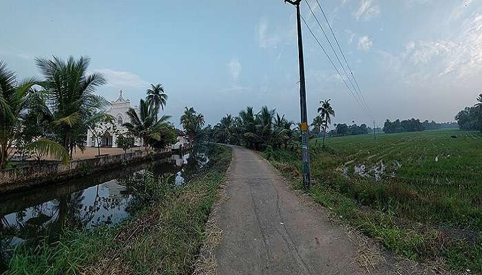 Kumarakom Fields, Kerala 