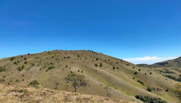 Trekking route in Munnar