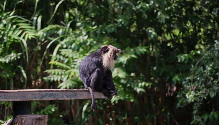 Lion Tailed Macaque Trail