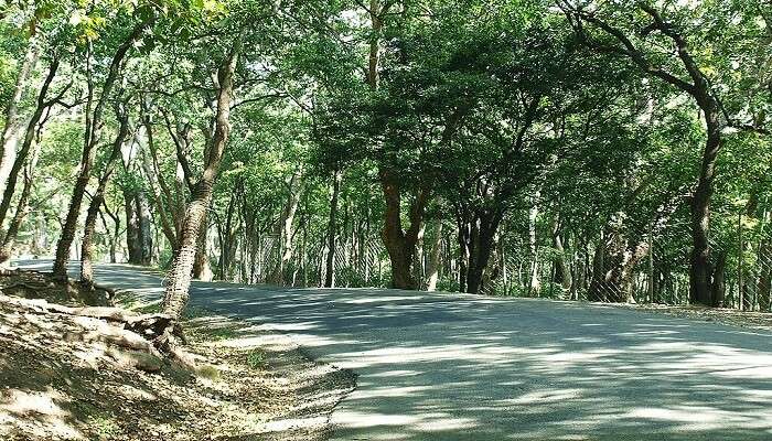 Marayoor—The Majestic Sandalwood Forest