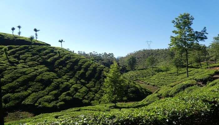 Munnar amidst the beauty of Kerala vs Himachal for honeymoon