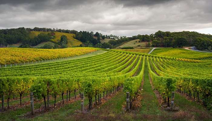 Mount Lofty