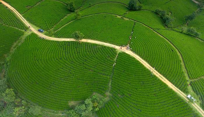 Munnar Tea Gardens And Cool Breezes