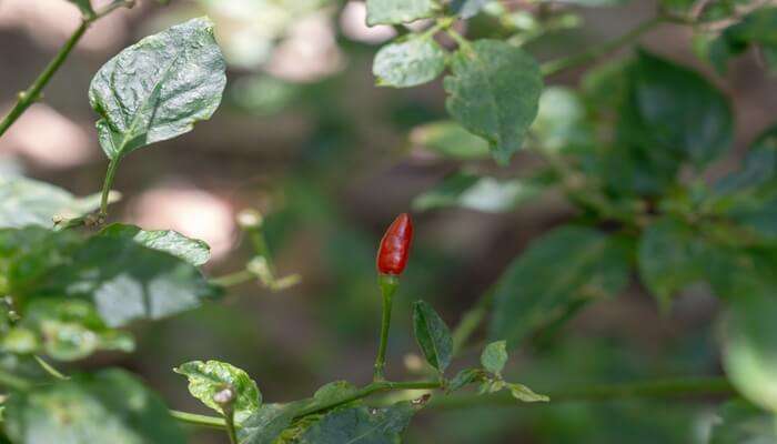 Tea plantation in Vythiri