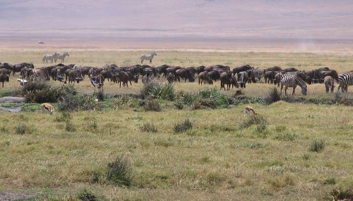 Watch the great Wild beest migration-Tanzania in March