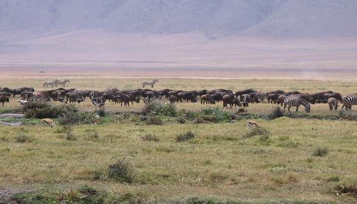 Serengeti national park in Tanzania in January