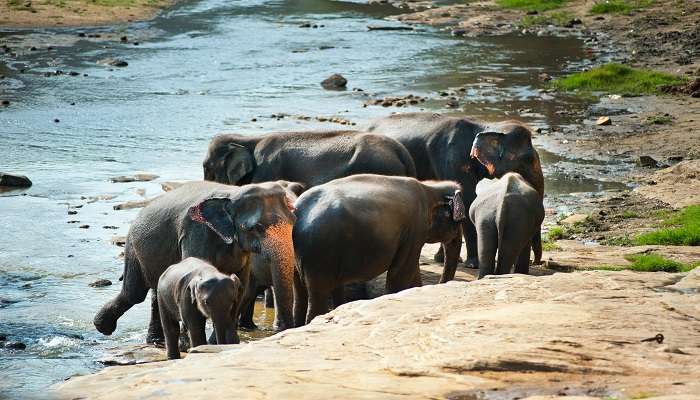 Singapore River Safari is the best thing to do in Singapore in April.