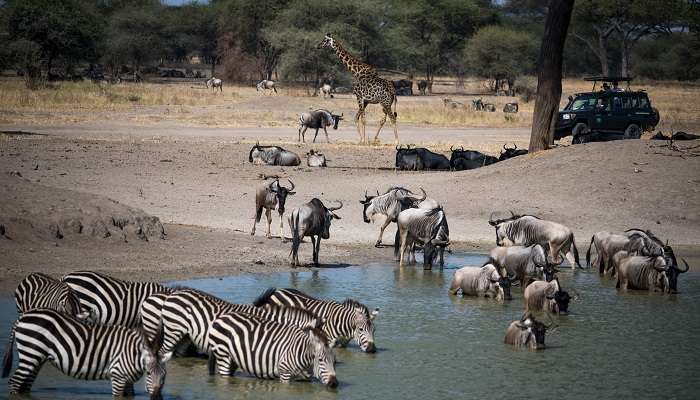 Tarangire_National_Park view in Tanzania in January