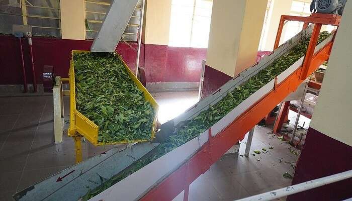 Tea Museum—Rejuvenate with a Fresh Brew