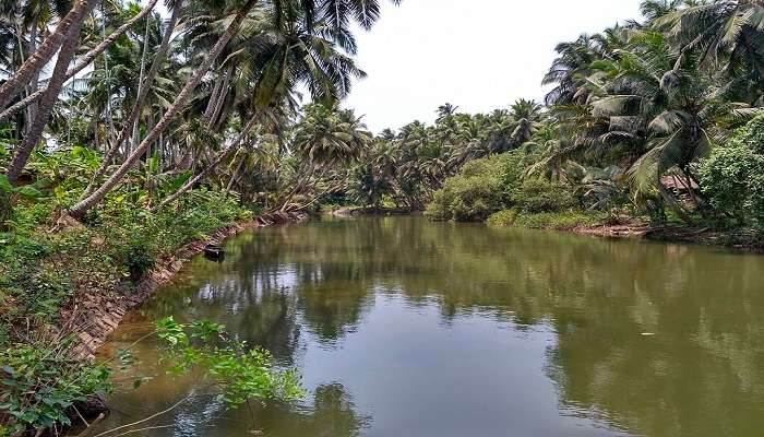 Tejaswini River splitting Palayi Kadavu