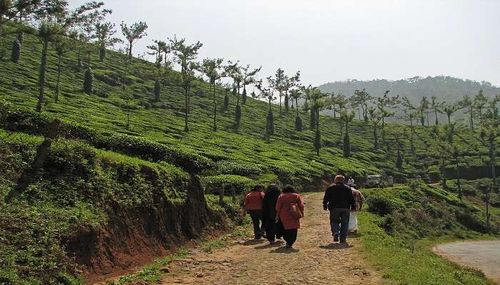 Group of people walking through the tea estate