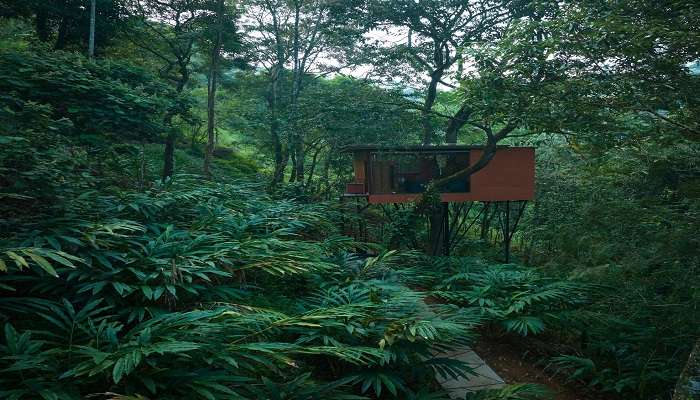 Tree House Homestay