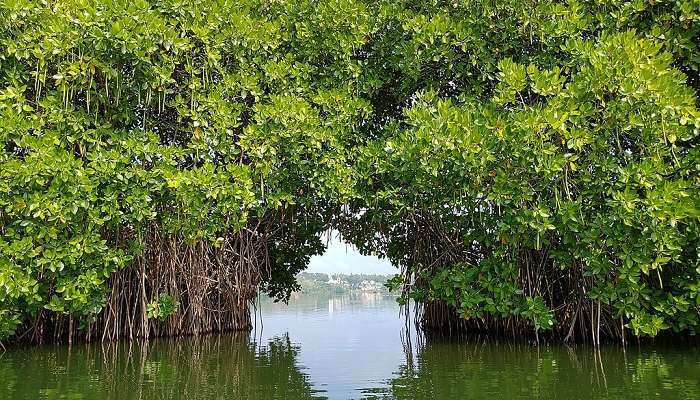 Mangrove forest in Kerala