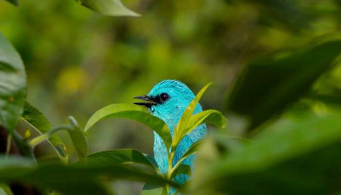 Great Himalayan National Park, a diverse & beautiful national park in Himachal Pradesh