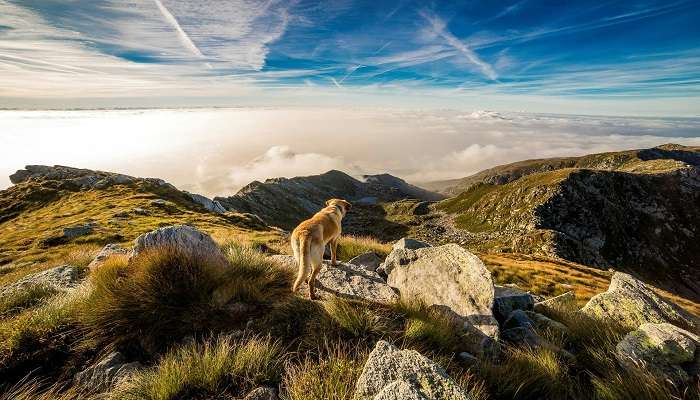 Wildlife Trekking