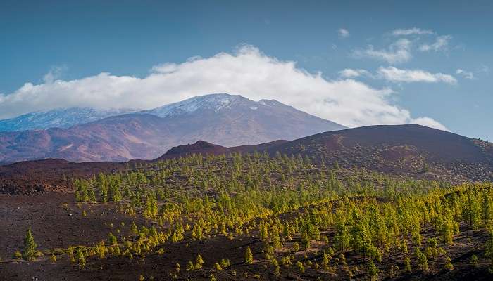 Canary island