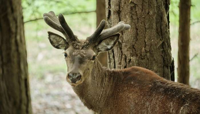 A deer in the woods