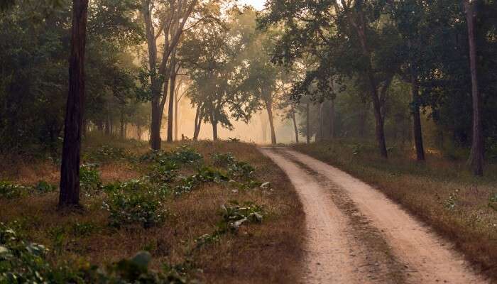 A view of Betla National Park