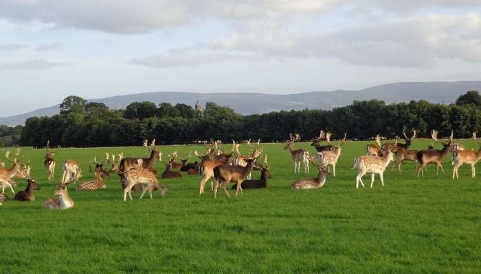 A group of reindeers, christmas in ireland