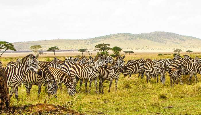 Serengeti National Park- New Year in Tanzania