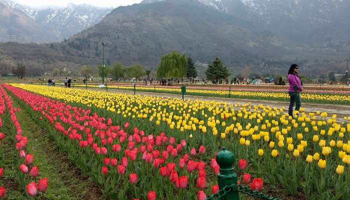 Tulip gardens