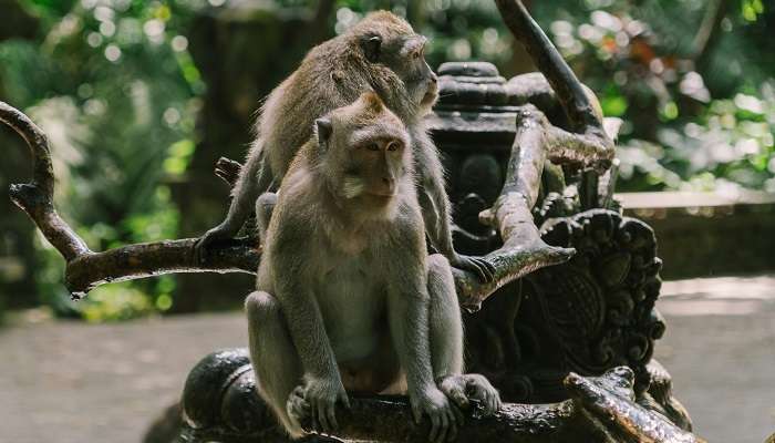 Sacred Monkey Forest Sanctuary, Places To Visit Near Ayung Rafting Bali In January