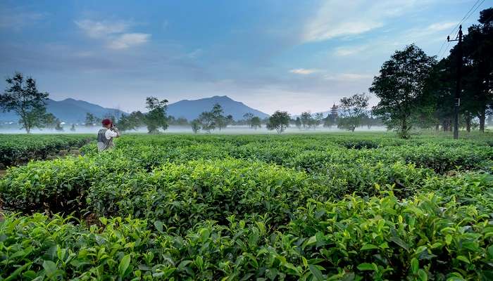 Explore The Tea Gardens in Darjeeling in December