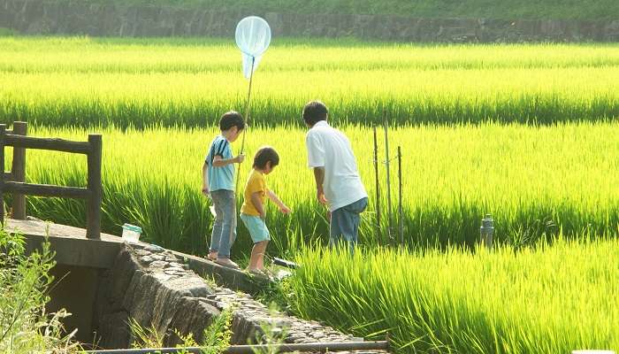 Agera festival paddy field