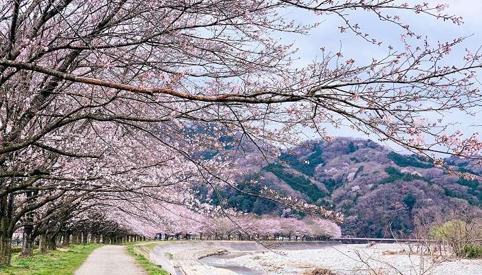 Significance Of Cherry Blossom Month In Japan