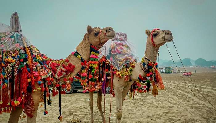 Pushkar Camel Fair