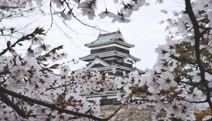 Cherry Blossom in Japan 2025