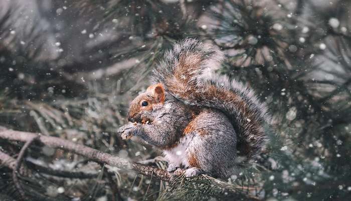 Lincoln Park Zoo