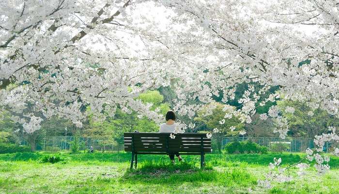 Best Places For Seeing Cherry Blossom In Japan