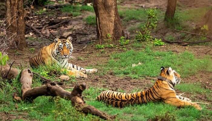 wild bengal tigers in naural green trees background