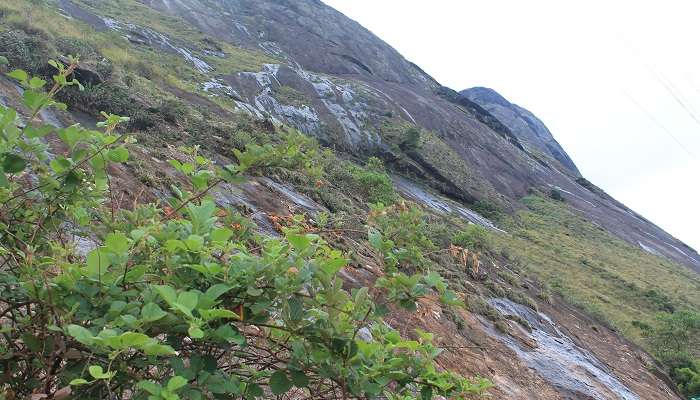 View of the Anamudi Peak