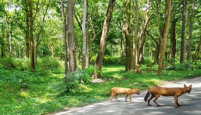 A family of Indian hyenas enjoying a peaceful day at Bandipur National Park in Karnataka, one of the best places to visit in Karnataka.