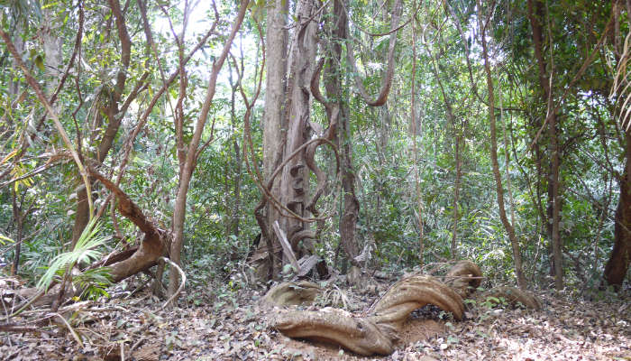 Bhagwan Mahavir Wildlife Sanctuary, one of the places to visit in Goa 