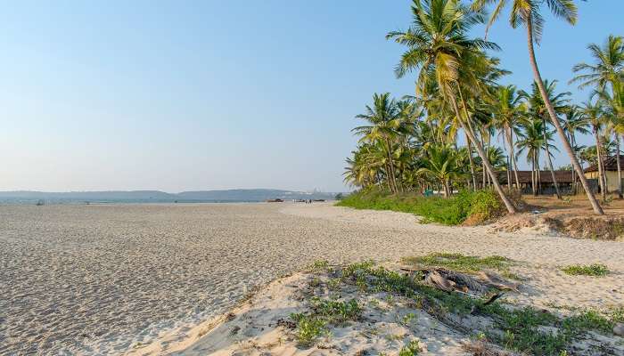 Scenic surroundings at candolim beach