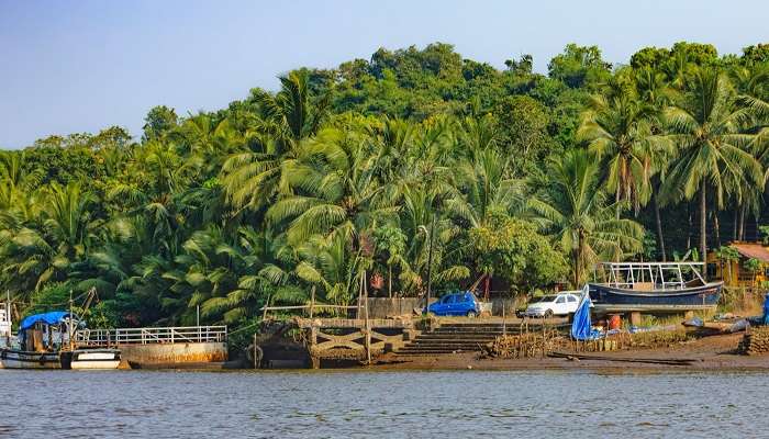 Lush green surroundings at Chorao Island 