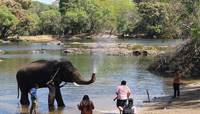 An elephant playing and bathing in the water at Dubare.