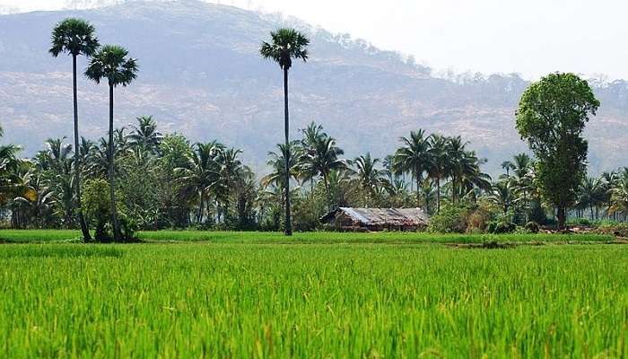 Lush greenery at one of the best places to visit in Kerala