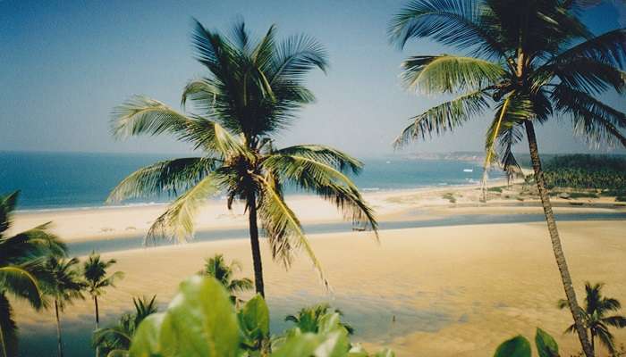 Palm trees at Querim Beach