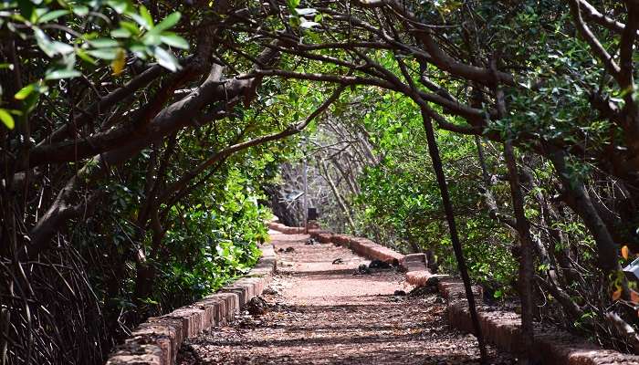 Lush green surroundings at one of the places to visit in Goa