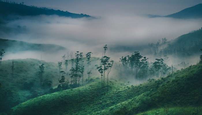 tea plantations at one of the best places to visit in Kerala