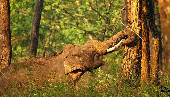 Orange County Resort at Kabini - one of the best places to visit in Karnataka, places to visit in karnataka