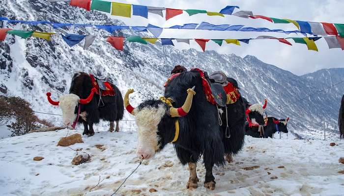 ठंडी पहाड़ी हवा और आश्चर्यजनक परिदृश्य