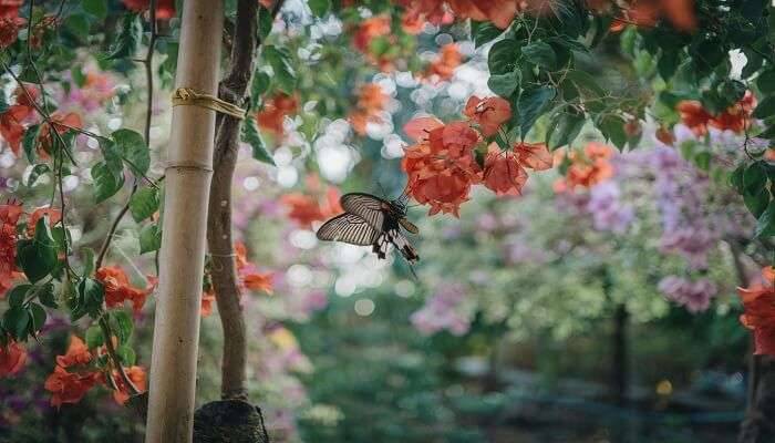 Colourful butterflies at Thumboormuzhi Butterfly Garden near Athirapally Falls