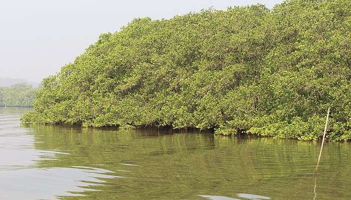 Salim Ali Bird Sanctuary is one of the best place for bird enthusiasts