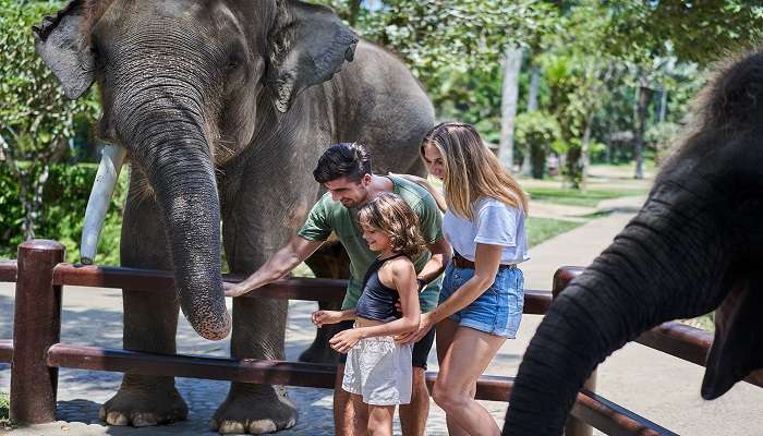 Mason Elephant Park is a mesmerising place where you can get a close look at these magnificient creatures 