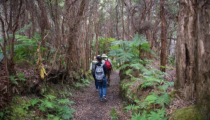 The Castle Rock trek is 14km and located near Dudhsager Waterfall. Its scenic beauty is almost hypnotizing in nature